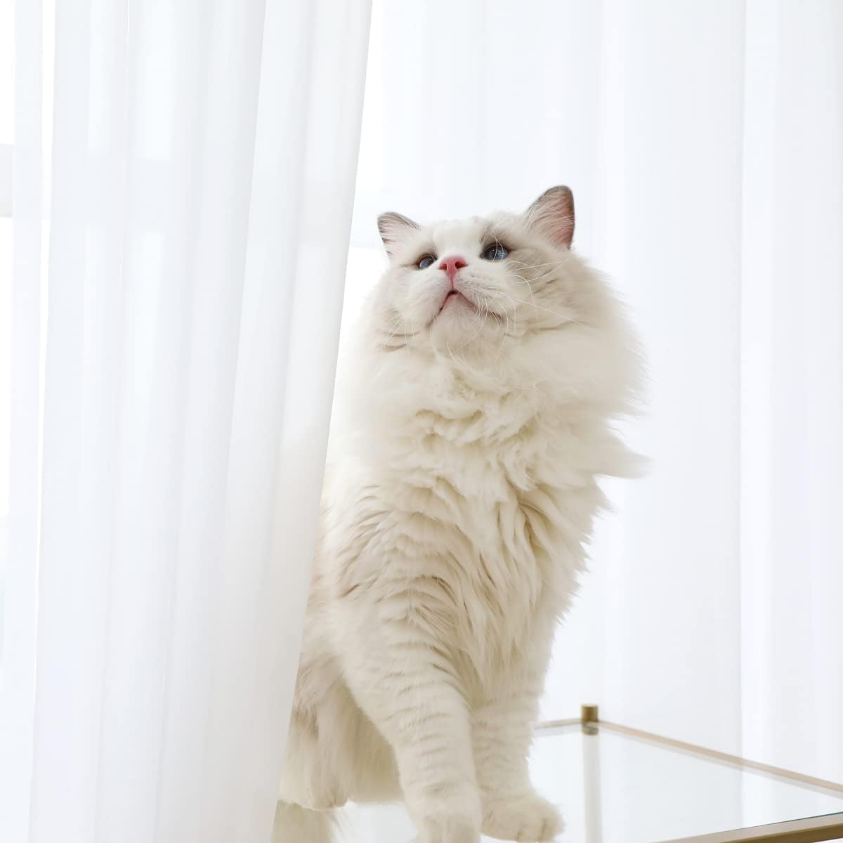 Window White Sheer Curtains 84 Inches Length 2 Panels Set Window Sheer White Curtains Basic Rod Pocket for Bedroom Children Living Room Yard Kitchen (White, 52" W x 84" L | 2 pcs)